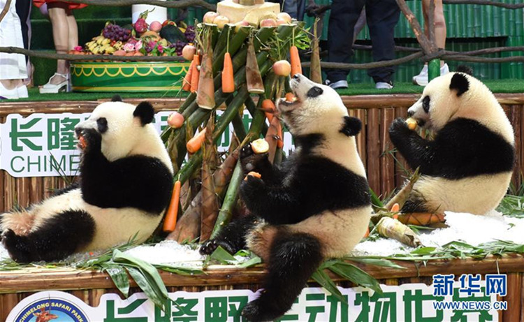 Guangzhou feiert Geburtstag von Pandadrillingen