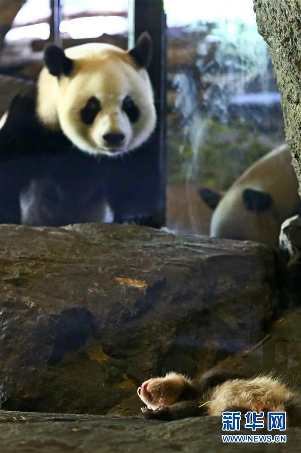 Panda-Baby debütiert in Belgien