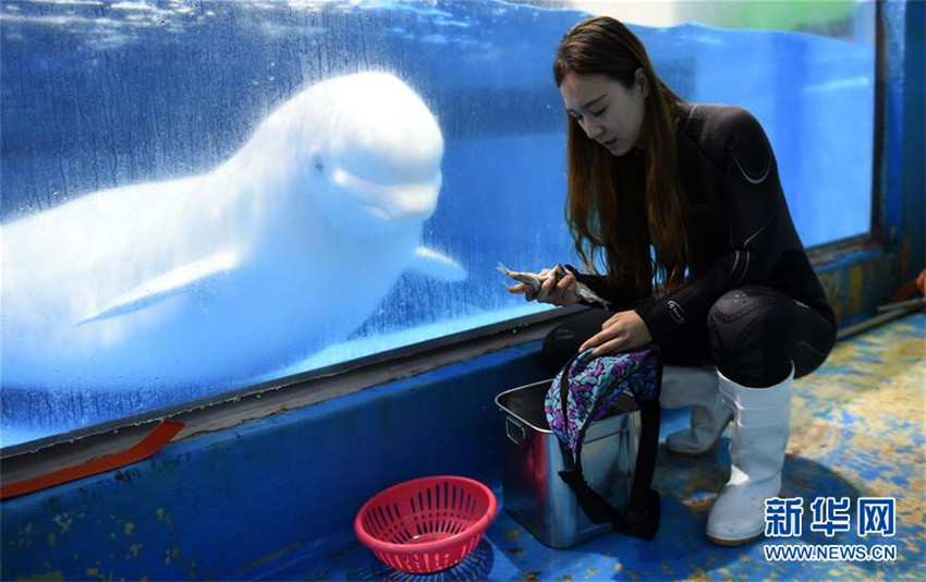 Junge Weißwal-Trainerin in Harbin