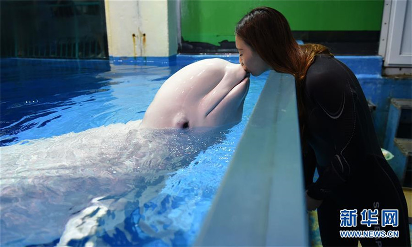 Junge Weißwal-Trainerin in Harbin