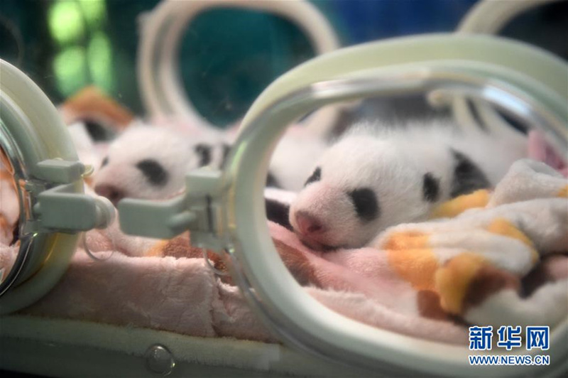 Debüt der Pandazwillinge im Chongqinger Zoo