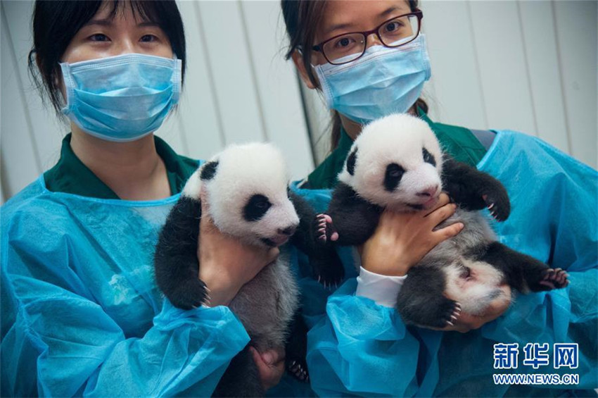 Macau präsentiert Panda-Zwillinge