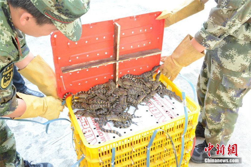 Fast 1.000 Siam-Krokodile im chinesisch-vietnamesischen Grenzgebiet entdeckt
