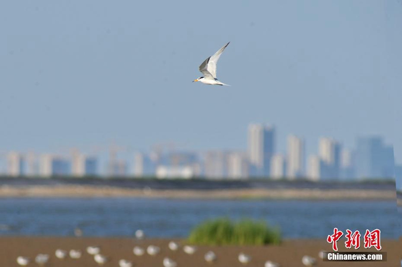 „Mythischer Vogel“ in Qingdao beobachtet