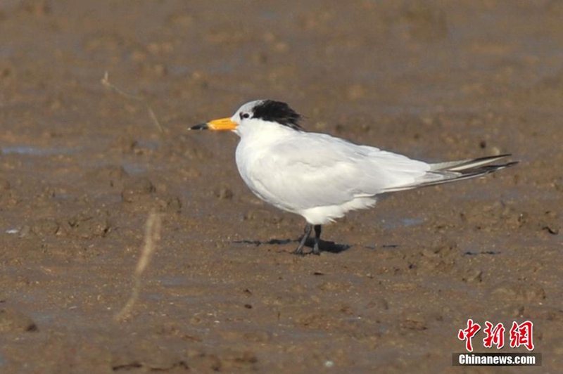 „Mythischer Vogel“ in Qingdao beobachtet