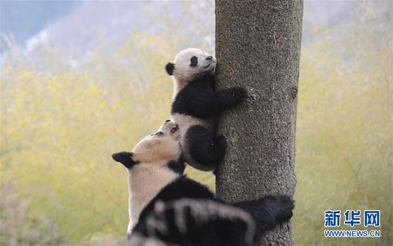Wildnistraining für Pandas 