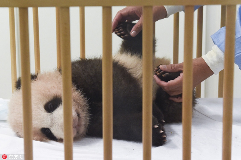 Erster belgischer Panda auf den Namen „Tianbao“ getauft