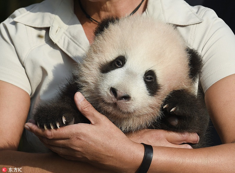 Erster belgischer Panda auf den Namen „Tianbao“ getauft