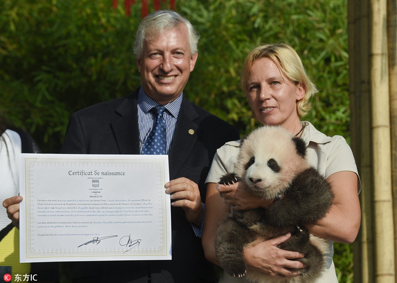Erster belgischer Panda auf den Namen „Tianbao“ getauft