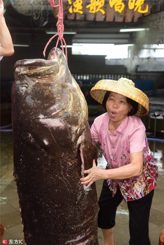 Fischer fangen 1.76 Meter langen Zackenbarsch in Hainan