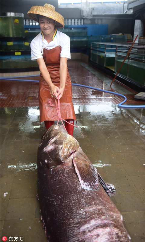 Fischer fangen 1.76 Meter langen Zackenbarsch in Hainan