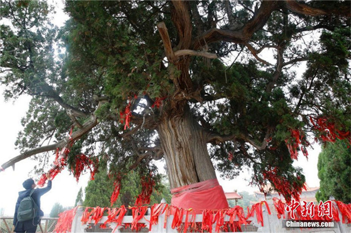 Nah am Wasser gepflanzt – Über 4000-jährige Zypresse in Shanxi