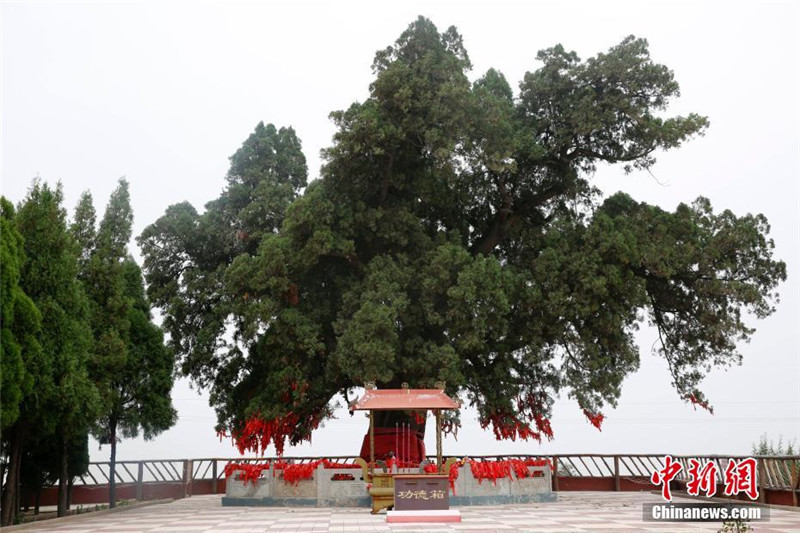 Nah am Wasser gepflanzt – Über 4000-jährige Zypresse in Shanxi