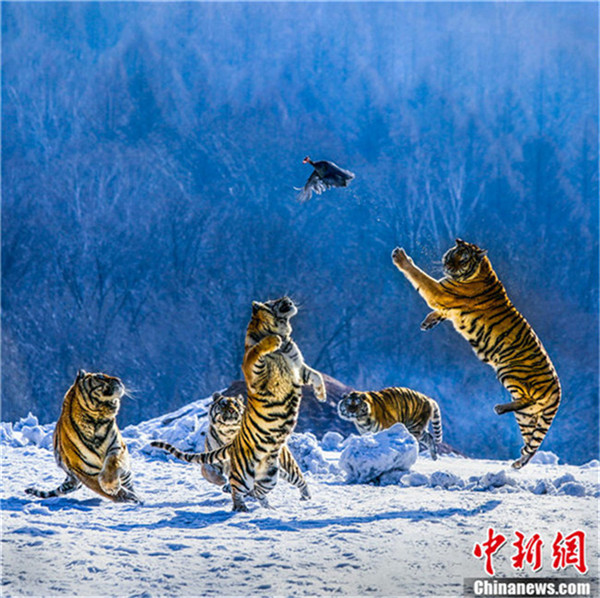 Fotowettbewerb: „Wunderschönstes China“