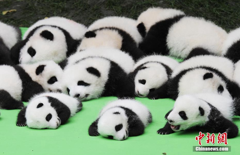 23 Panda-Babys posieren gemeinsam in Chengdu 