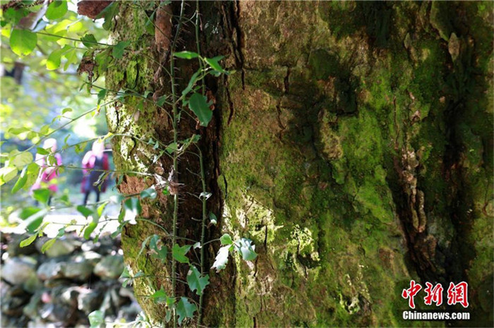 1.200-jähriger Lorbeerbaum in Hubei entdeckt