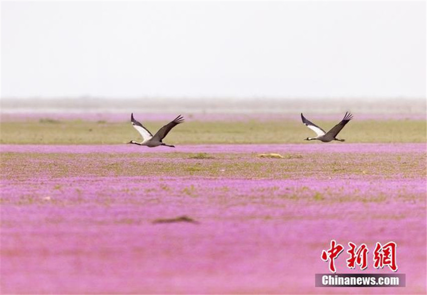 Poyang-See: Paradies für überwinternde Vögel