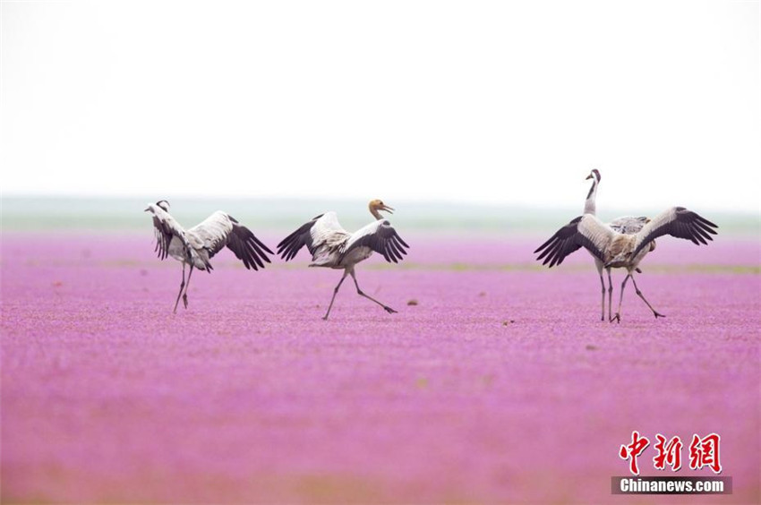 Poyang-See: Paradies für überwinternde Vögel