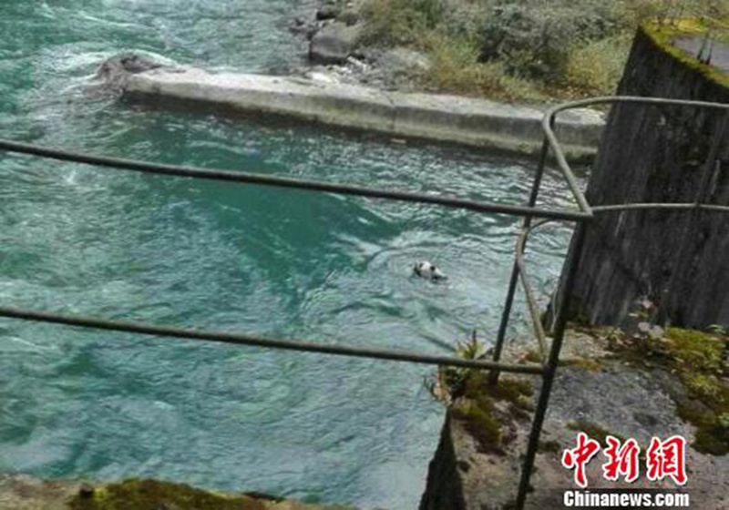 Ins Wasser gefallender Panda erfolgreich gerettet