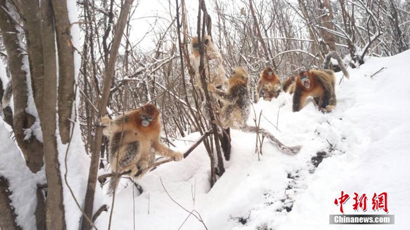 Stumpfnasenaffen spielen im Schnee 