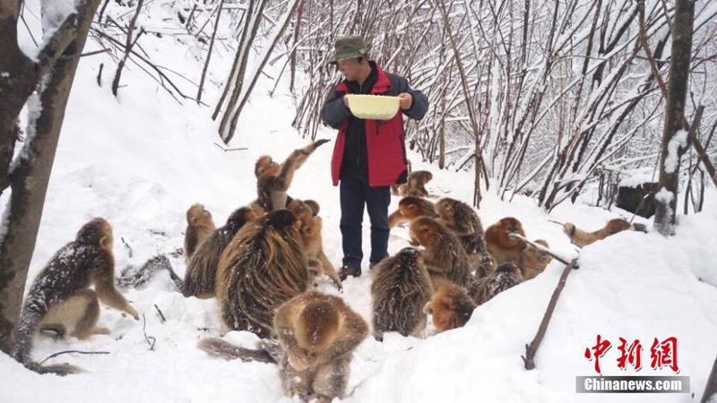 Stumpfnasenaffen spielen im Schnee 