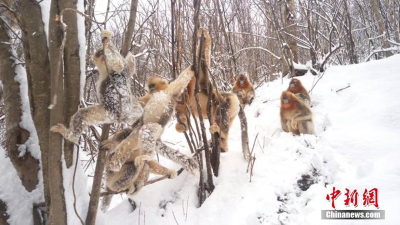 Stumpfnasenaffen spielen im Schnee 