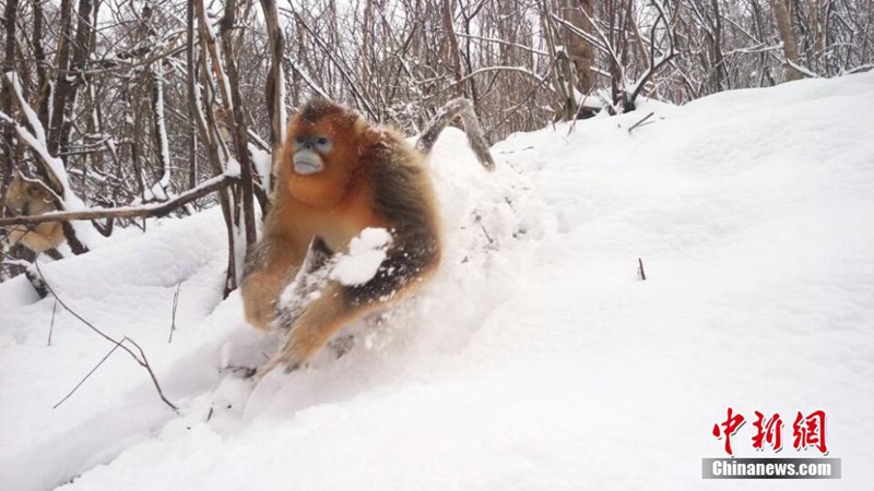 Stumpfnasenaffen spielen im Schnee 