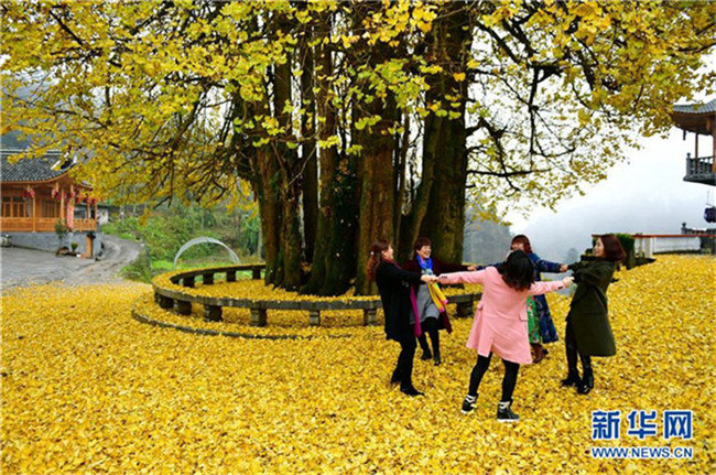 1500-jähriger Ginkgo in Hubei