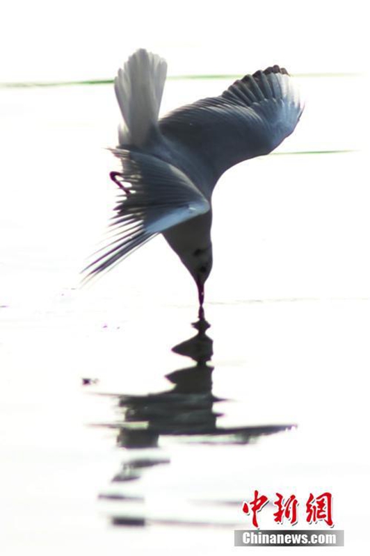 Qingdaos beste Zeit für die Vogelbeobachtung