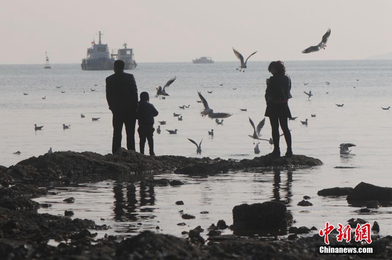 Qingdaos beste Zeit für die Vogelbeobachtung