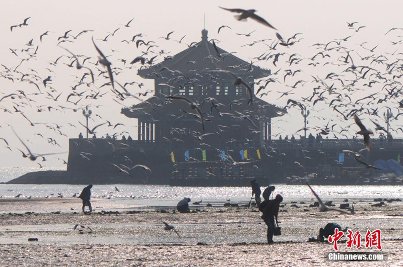 Qingdaos beste Zeit für die Vogelbeobachtung