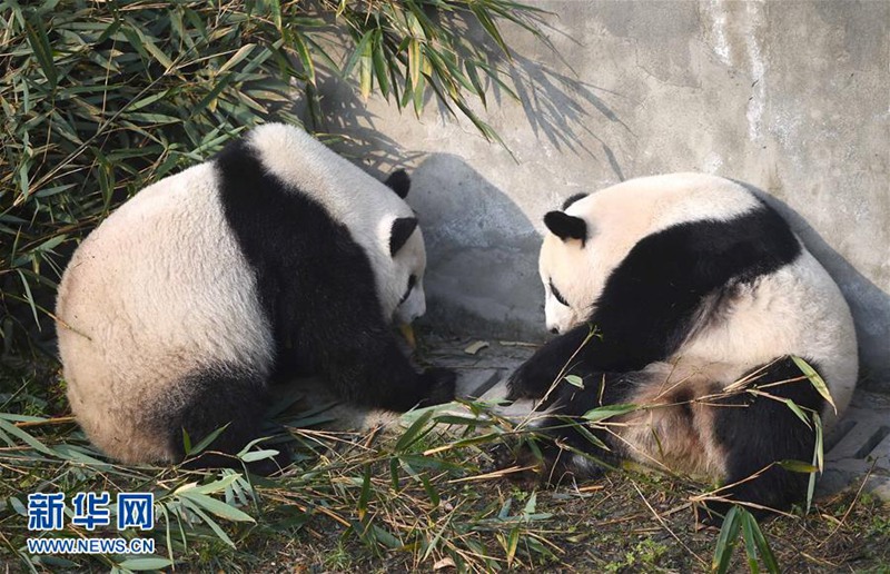 In den USA geborene Panda-Zwillinge geben in Chengdu ihr Debüt