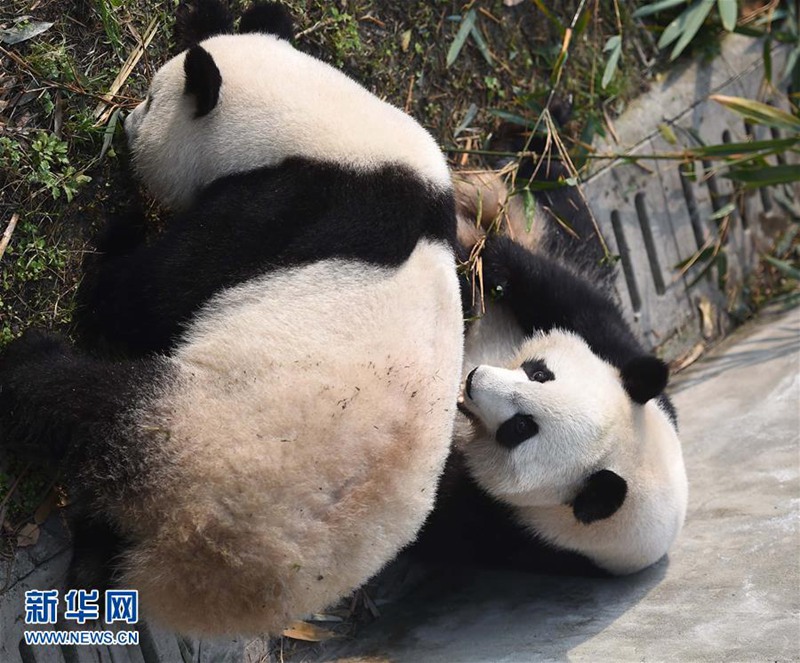 In den USA geborene Panda-Zwillinge geben in Chengdu ihr Debüt