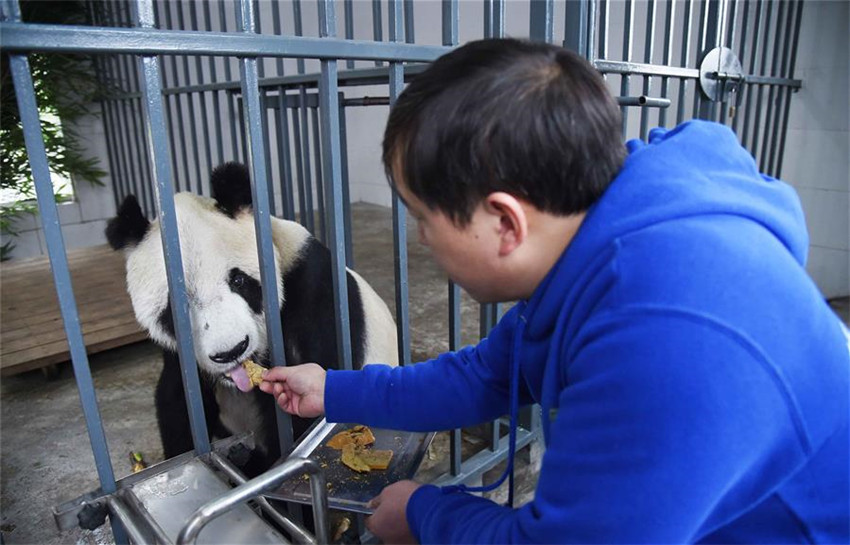 Pflegeheim für Pandas