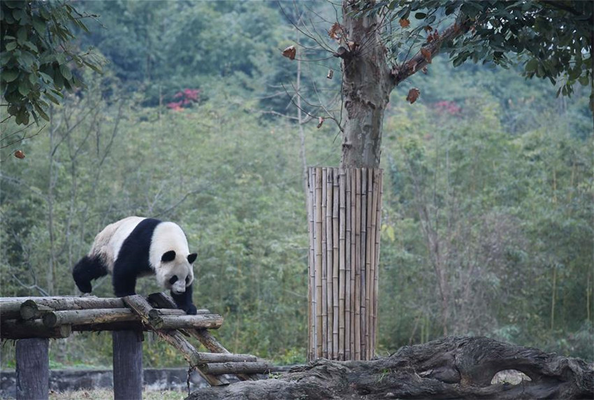 Pflegeheim für Pandas