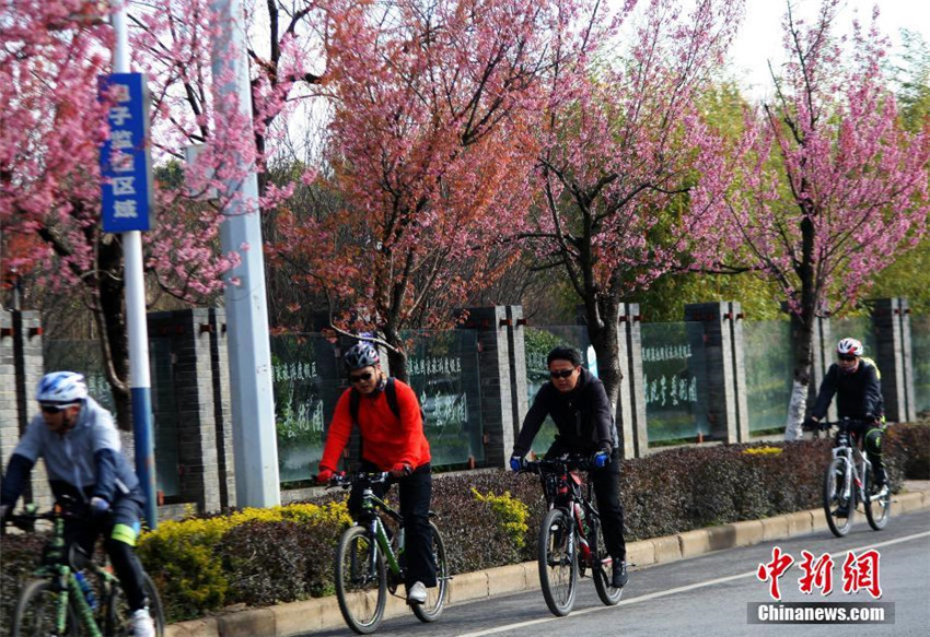 Kirschblüte in Kunming
