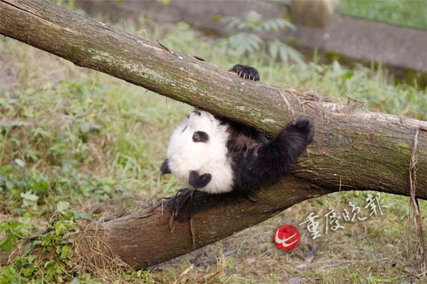 Panda-Zwillinge debütieren in Chongqing