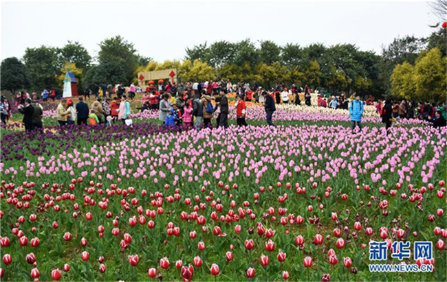 Frühlingsfest: 150000 Tulpen in Guangxi