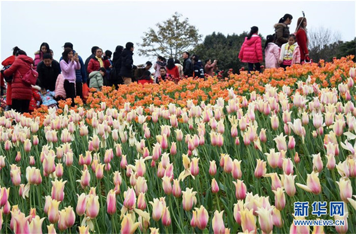 Frühlingsfest: 150000 Tulpen in Guangxi