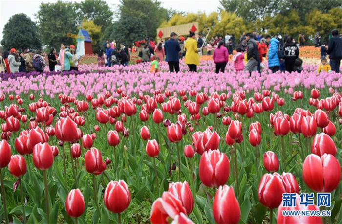 Frühlingsfest: 150000 Tulpen in Guangxi