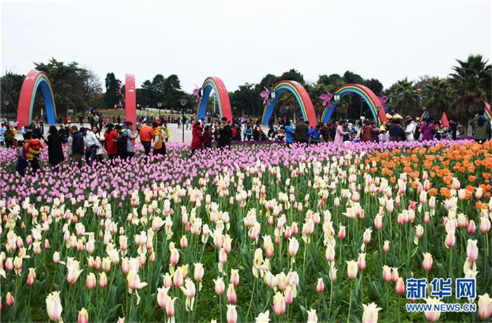 Frühlingsfest: 150000 Tulpen in Guangxi