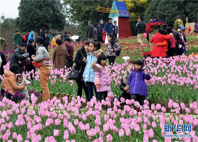 Frühlingsfest: 150000 Tulpen in Guangxi