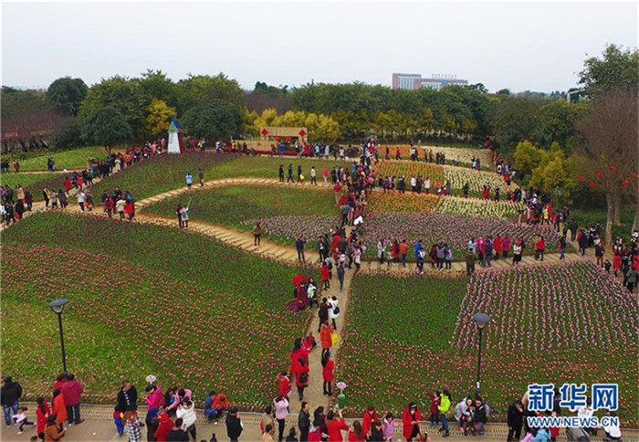 Frühlingsfest: 150000 Tulpen in Guangxi