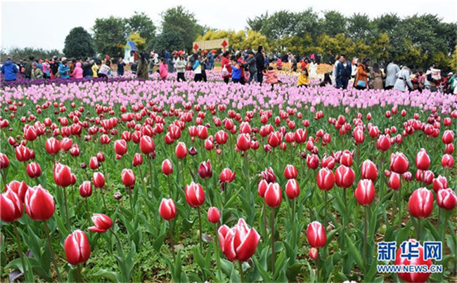 Frühlingsfest: 150000 Tulpen in Guangxi