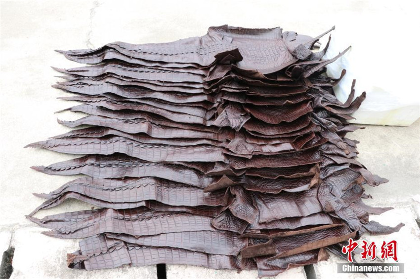 1.609 Krokodilhäute in Guangxi beschlagnahmt