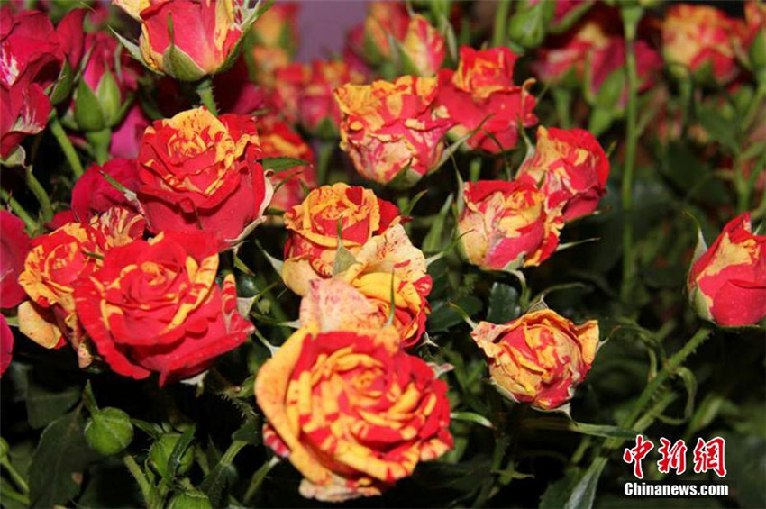 Rosenausstellung in Gansu 