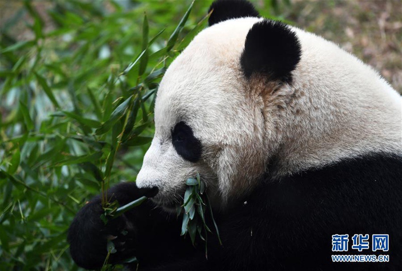 In den USA geborener Panda kehrt nach China zurück