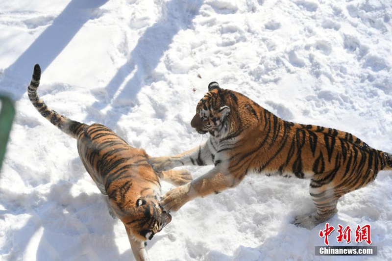 Changchuns Zootiere genießen den Schnee