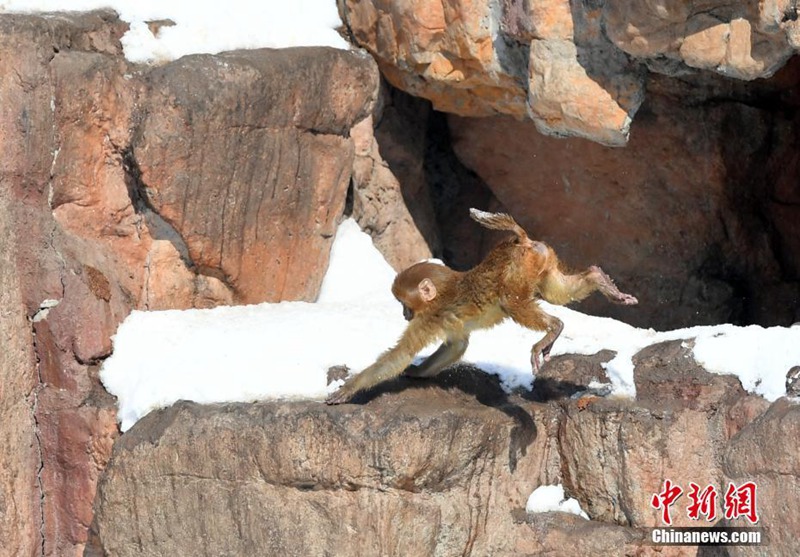 Changchuns Zootiere genießen den Schnee