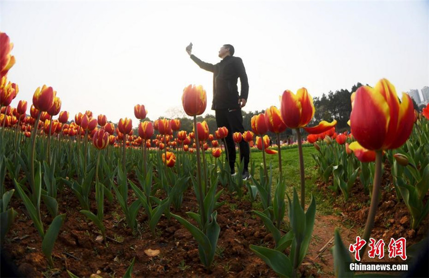 Tulpenmeer in Hunan